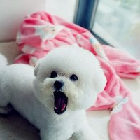 泰迪狗头像简笔