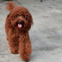 狗狗头像+泰迪高清