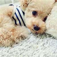 超萌泰迪狗狗头像