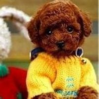 泰迪小狗狗头像