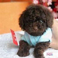 泰迪狗头像贴吧