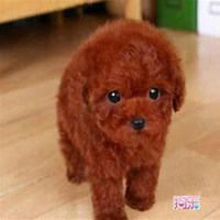 可爱小狗头像要泰迪