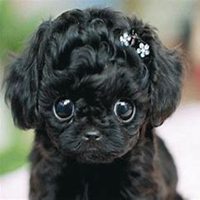 泰迪狗头像手绘