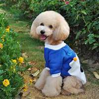 泰迪狗头像情头