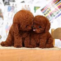 可爱小狗头像要泰迪