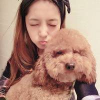 狗狗头像泰迪高清