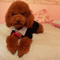 可爱泰迪狗头像