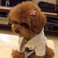 微信抱泰迪狗头像女生