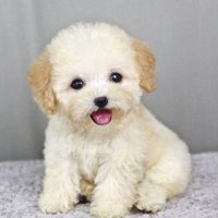 可爱小狗头像要泰迪