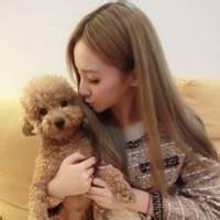 狗狗头像泰迪高清