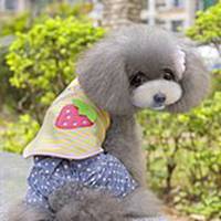 狗狗头像泰迪高清