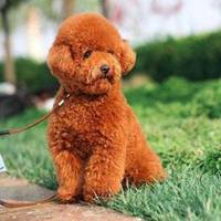 泰迪狗狗头像清晰