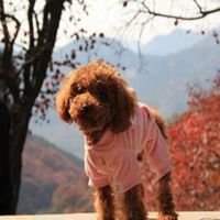 可爱小狗头像要泰迪