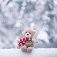 狗狗头像泰迪高清