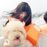 狗狗头像泰迪高清