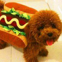 q版泰迪狗狗头像