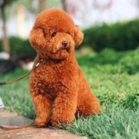 可爱小狗头像要泰迪