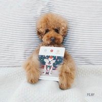 可爱小狗头像要泰迪