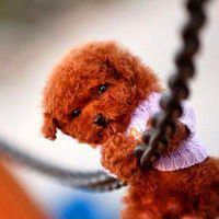 在床上泰迪狗头像