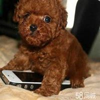 小狗头像黑泰迪