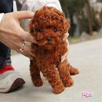 泰迪狗头像情头