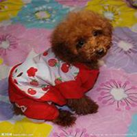 泰迪狗狗头像微博