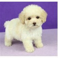 q版泰迪狗狗头像