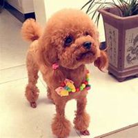 泰迪狗狗头像微博