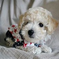 泰迪狗头像高清可爱