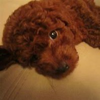 在床上泰迪狗头像