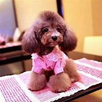 泰迪狗头像高清可爱