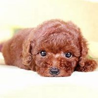 泰迪狗头像超清