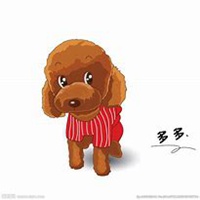 狗狗头像泰迪高清