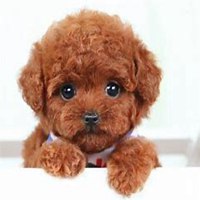 女生抱泰迪狗头像