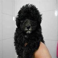 狗狗头像泰迪高清