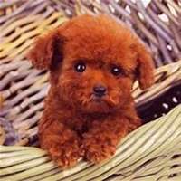 q版泰迪狗狗头像