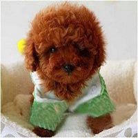 泰迪狗头像贴吧