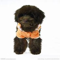 可爱泰迪狗头像