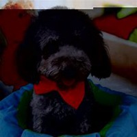 可爱小狗头像要泰迪