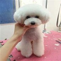 泰迪狗头像高清