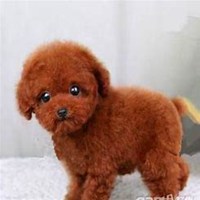 泰迪狗狗头像微博