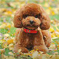 女生抱泰迪狗头像