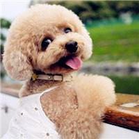 美女抱泰迪狗狗头像