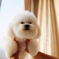 泰迪狗头像高清