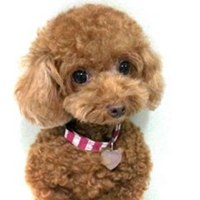 泰迪狗头像手绘