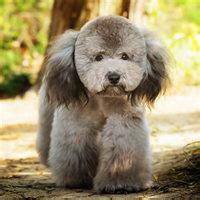 可爱泰迪狗头像