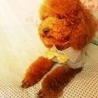 男生抱泰迪狗头像