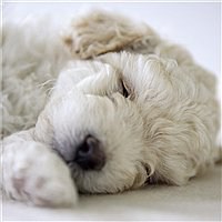 女生抱泰迪狗头像