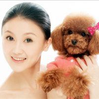 超萌泰迪狗狗头像