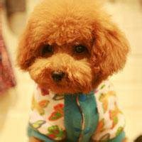 泰迪狗头像手绘